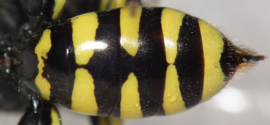 Crabronidae: Ectemnius lapidarius